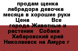 продам щенка лабрадора девочка 2 месяца в хорошие руки › Цена ­ 8 000 - Все города Животные и растения » Собаки   . Хабаровский край,Николаевск-на-Амуре г.